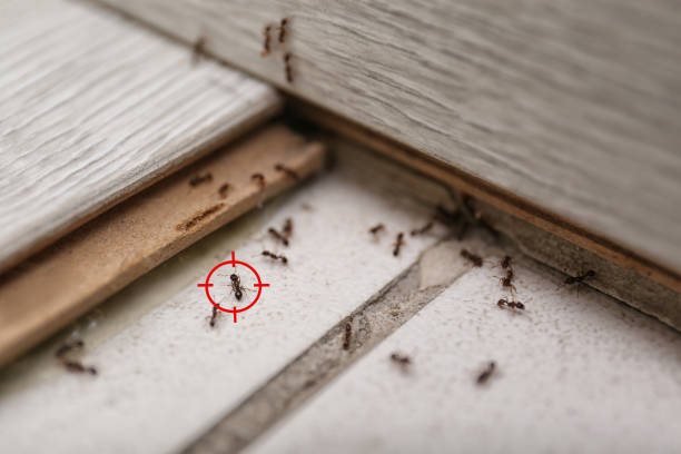Best Wasp Removal Services  in Sea Cliff, NY