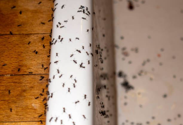 Best Residential Pest Control  in Sea Cliff, NY