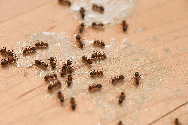 Trusted Sea Cliff, NY Pest Control Experts